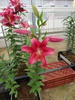 [5551 PO54 No01.JPG]